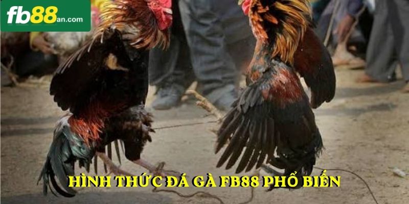Hình thức đá gà FB88 phổ biến