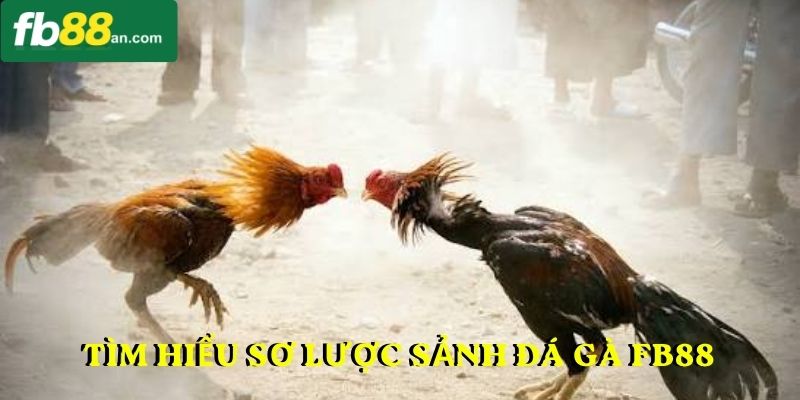 Tìm hiểu sơ lược sảnh đá gà FB88