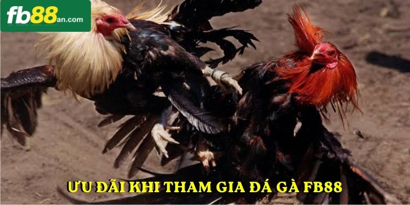 Ưu đãi khi tham gia đá gà FB88